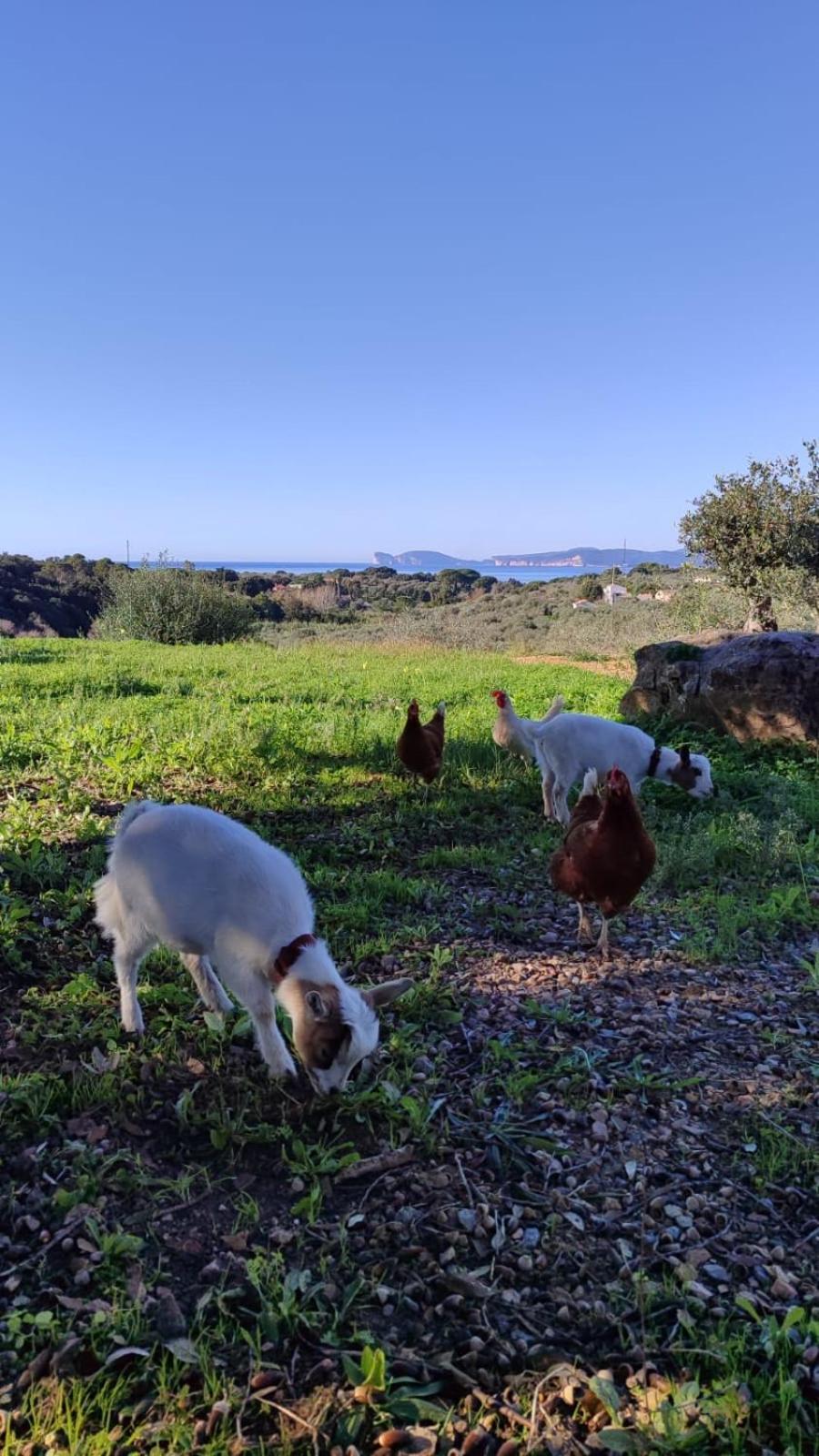 Villa Boeddu, Relax Tra Mare E Campagna Alghero Exterior foto
